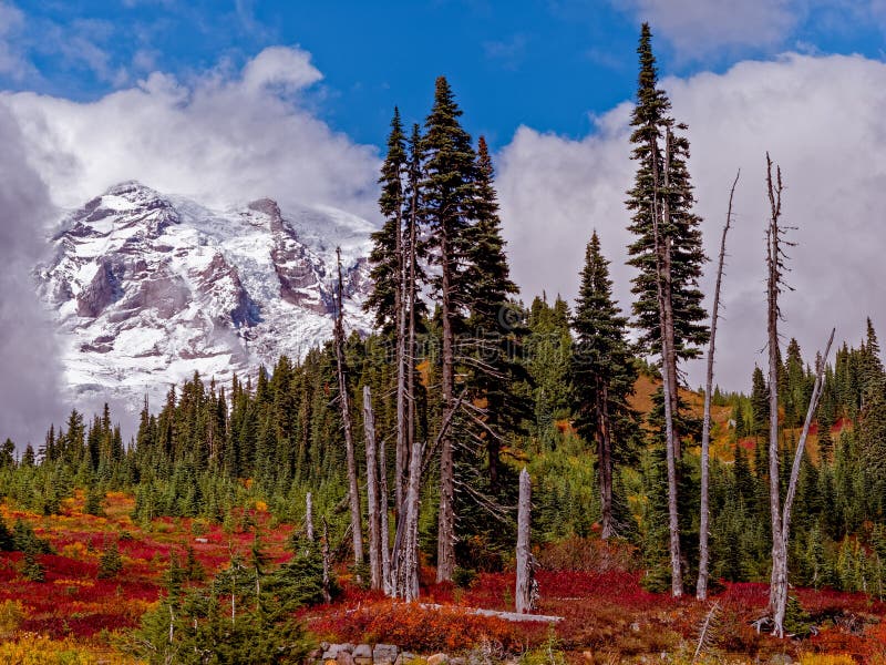 Mt. Rainier at Paradise Location Stock Photo Image of fauna, fall
