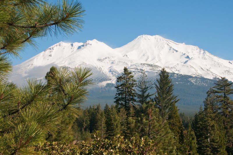 Mt. Shasta Behind Trees