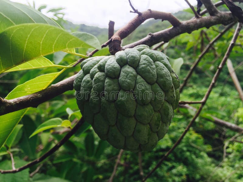 Atis Fruit Photos Free Royalty Free Stock Photos From Dreamstime