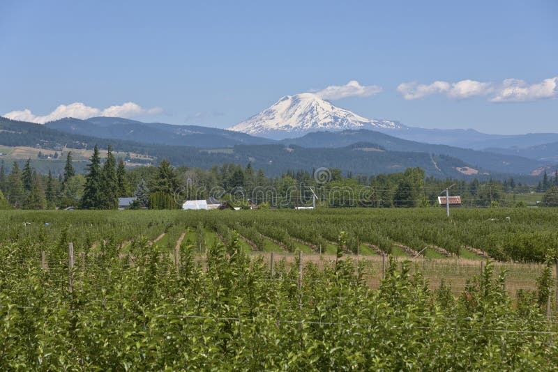 Mt. Panorama Do Vale Da Capa E Do Hood River. Foto de Stock Imagem de