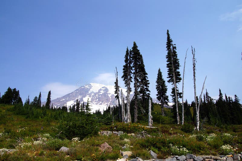 South face and glaciers of Mt. Rainier, with conifer forest,Mount Rainier National Park. South face and glaciers of Mt. Rainier, with conifer forest,Mount Rainier National Park