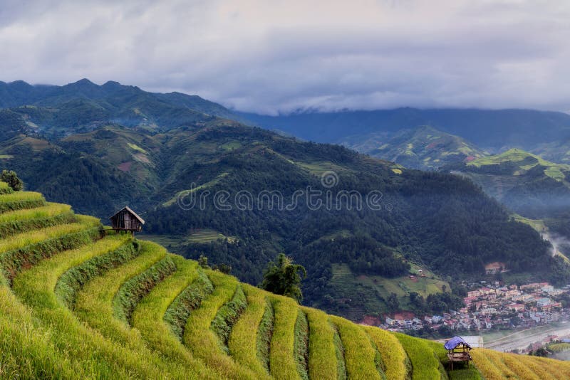 Mu Cang Chai. Rice fields on terraced of Mu Cang Chai, YenBai, Vietnam. Rice fields prepare the harvest at Northwest Vietnam stock image Mu Cang Chai. Rice fields on terraced of Mu Cang Chai, YenBai, Vietnam. Rice fields prepare the harvest at Northwest Vietnam stock image