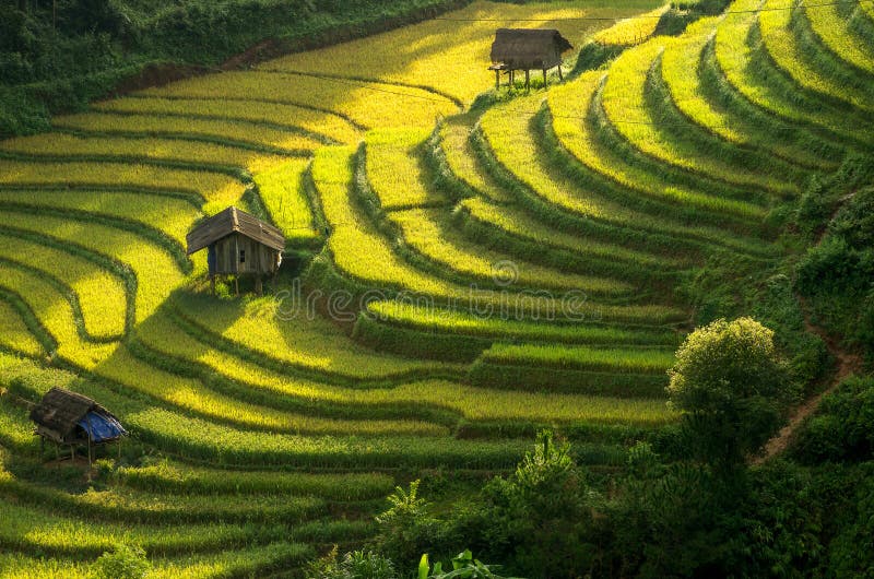 Mu Cang Chai. Rice fields on terraced of Mu Cang Chai, YenBai, Vietnam. Rice fields prepare the harvest at Northwest Vietnam royalty free stock photography Mu Cang Chai. Rice fields on terraced of Mu Cang Chai, YenBai, Vietnam. Rice fields prepare the harvest at Northwest Vietnam royalty free stock photography