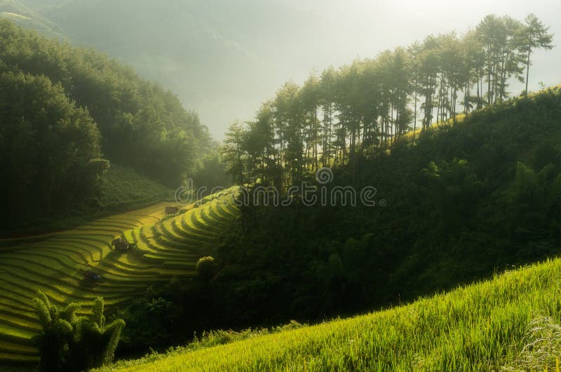 Mu Cang Chai. Rice fields on terraced of Mu Cang Chai, YenBai, Vietnam. Rice fields prepare the harvest at Northwest Vietnam stock image Mu Cang Chai. Rice fields on terraced of Mu Cang Chai, YenBai, Vietnam. Rice fields prepare the harvest at Northwest Vietnam stock image