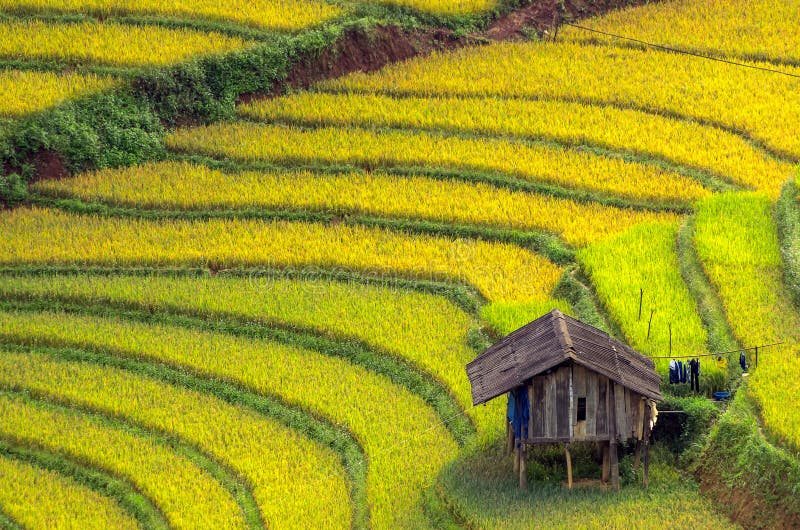 Mu Cang Chai. Rice fields on terraced of Mu Cang Chai, YenBai, Vietnam. Rice fields prepare the harvest at Northwest Vietnam stock photo Mu Cang Chai. Rice fields on terraced of Mu Cang Chai, YenBai, Vietnam. Rice fields prepare the harvest at Northwest Vietnam stock photo