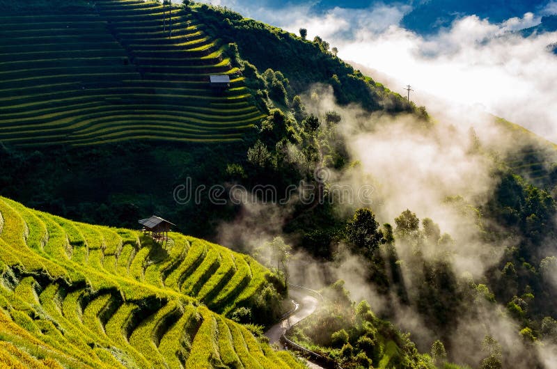 Mu Cang Chai. Rice fields on terraced of Mu Cang Chai, YenBai, Vietnam. Rice fields prepare the harvest at Northwest Vietnam with morning fog royalty free stock images Mu Cang Chai. Rice fields on terraced of Mu Cang Chai, YenBai, Vietnam. Rice fields prepare the harvest at Northwest Vietnam with morning fog royalty free stock images