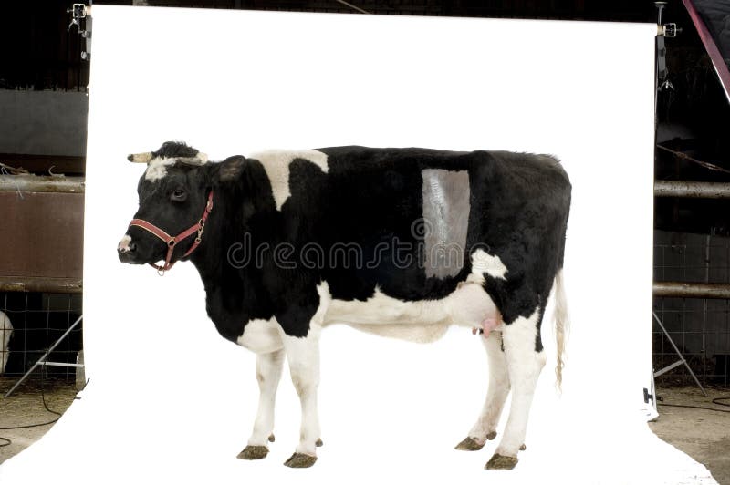 Cow in front of a white background. We can see the stichches of the Caesarean. Cow in front of a white background. We can see the stichches of the Caesarean