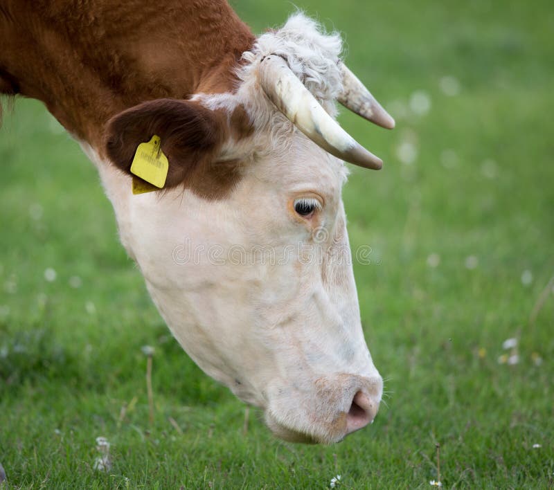 Mucca che pasce sul prato immagini stock libere da diritti Mucca che pasce sul prato immagini stock libere da diritti
