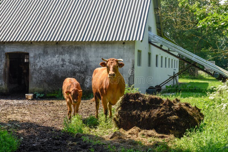 Mucca con il vitello su un'azienda agricola di Vestbirk, Danimarca