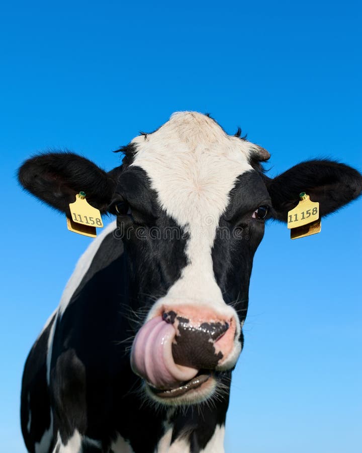 Mucca curiosa dell'Holstein