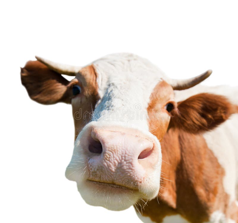Mucca curiosa, isolata su fondo bianco immagini stock libere da diritti Mucca curiosa, isolata su fondo bianco immagini stock libere da diritti
