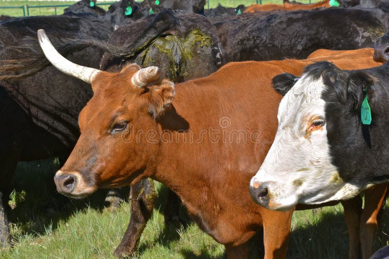 Mucca da macello con un corno rotto fotografia stock libera da diritti Mucca da macello con un corno rotto fotografia stock libera da diritti