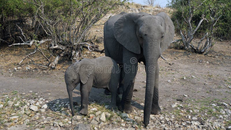 Mucca dell'elefante, elefante del bambino che si nasconde dai turisti nella savana africana fotografia stock Mucca dell'elefante, elefante del bambino che si nasconde dai turisti nella savana africana fotografia stock