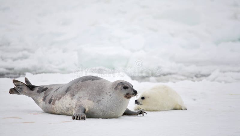 Mucca della foca della Groenlandia e pup appena nato su ghiaccio fotografie stock libere da diritti Mucca della foca della Groenlandia e pup appena nato su ghiaccio fotografie stock libere da diritti