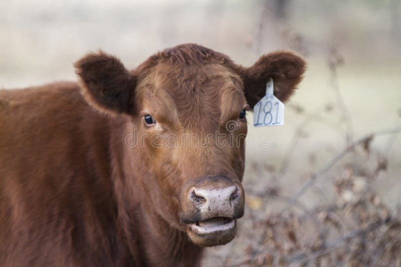 Mucca di conversazione con il marchio auricolare immagini stock Mucca di conversazione con il marchio auricolare immagini stock