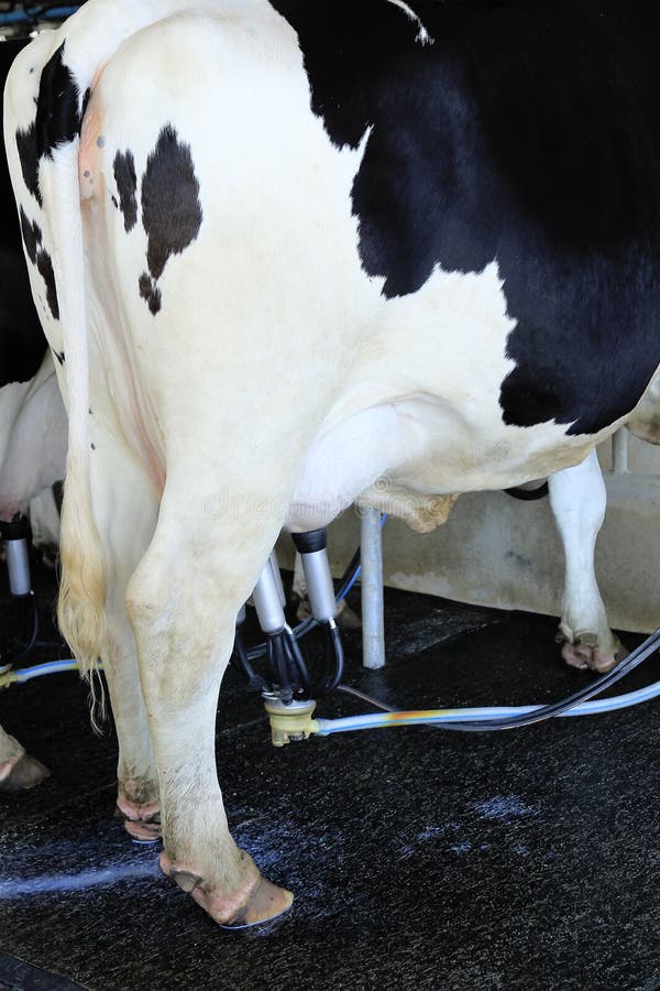 Tazza Per Mungitura Mucca AUNMAS - In Plastica E Acciaio, Design Ergonomico, Per Allevamenti Latte - Foto 5
