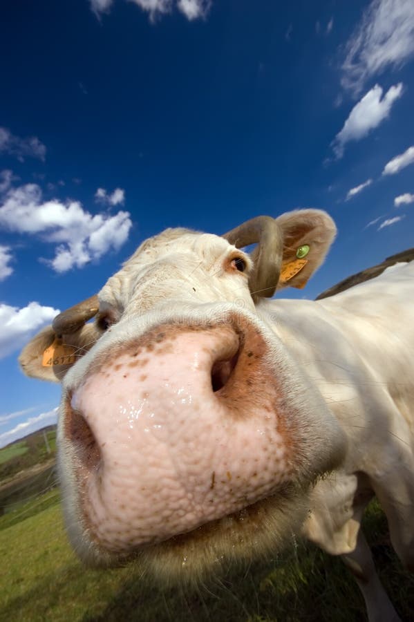 Mucca di Snifing Mucca di Snifing