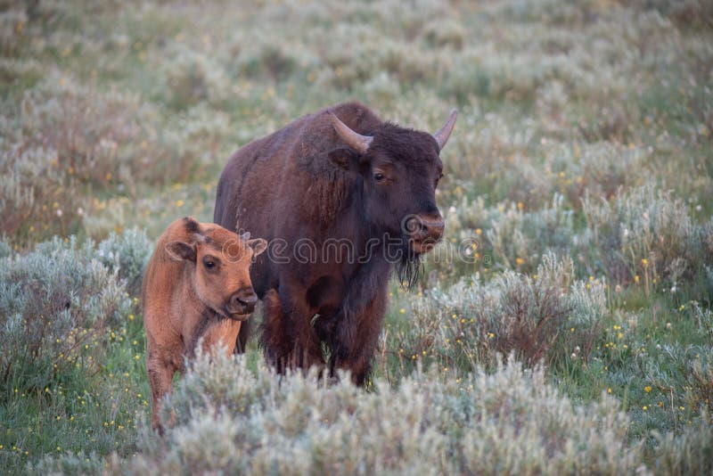 Mucca e vitello della Buffalo immagine stock Mucca e vitello della Buffalo immagine stock