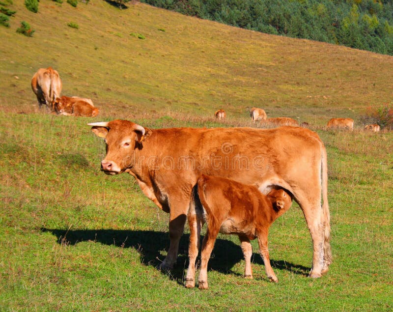 Mucca e vitello nelle montagne fotografie stock libere da diritti Mucca e vitello nelle montagne fotografie stock libere da diritti