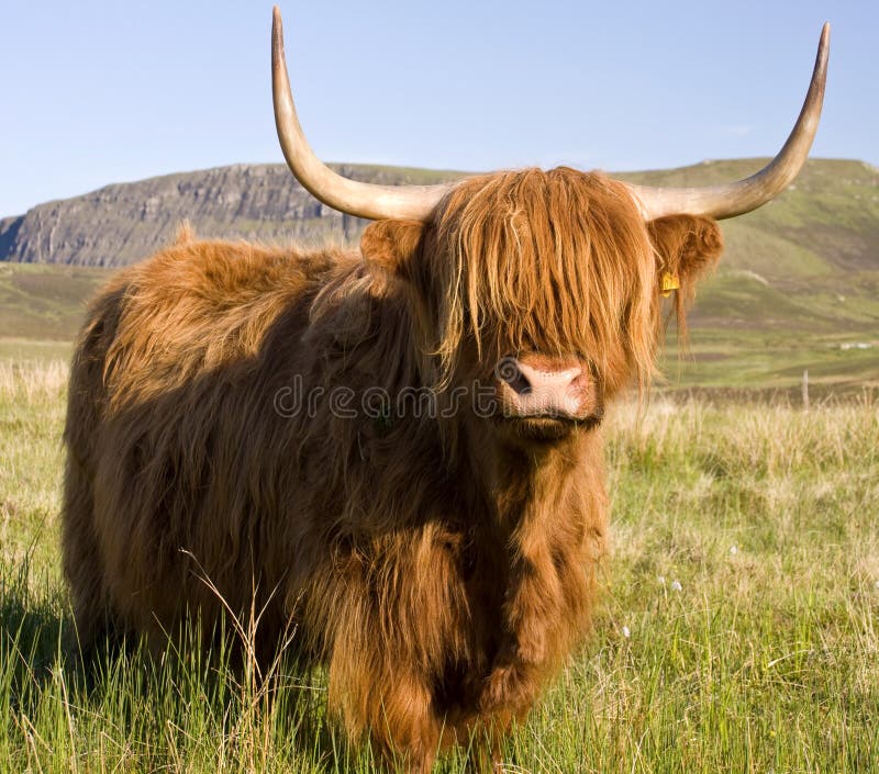 Mucca scozzese dell'altopiano