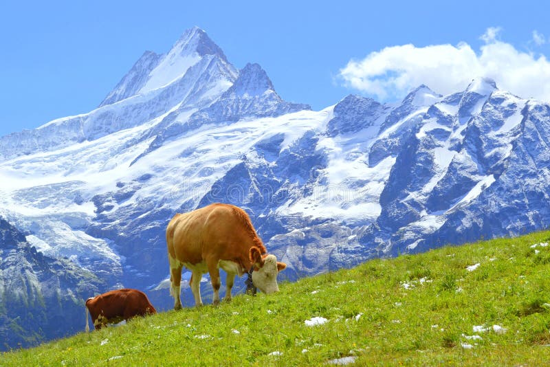 Mucca svizzera su erba verde in alpi, Grindelwald, Svizzera, Europa immagine stock libera da diritti Mucca svizzera su erba verde in alpi, Grindelwald, Svizzera, Europa immagine stock libera da diritti