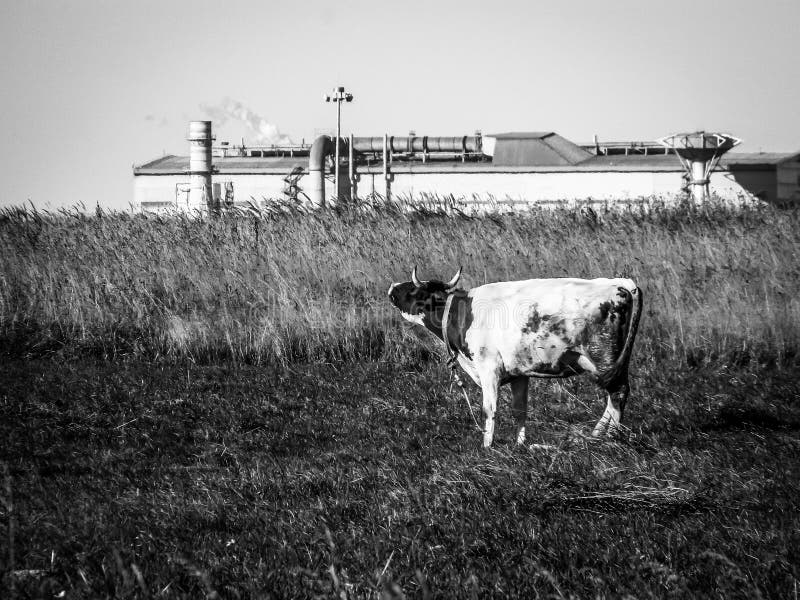Mucca in un campo su una pianta del fondo in Russia centrale fotografia stock libera da diritti Mucca in un campo su una pianta del fondo in Russia centrale fotografia stock libera da diritti