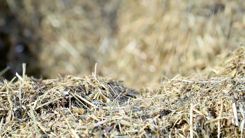 Mucche che mangiano sull'azienda agricola