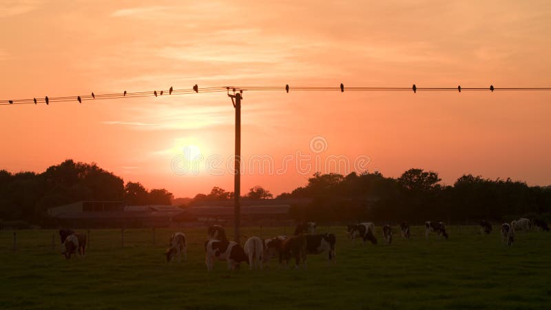 Mucche che che pascolano in un campo al tramonto e gli uccelli corvi seduti e che volano dalla linea aerea o dai cavi o cavi elett