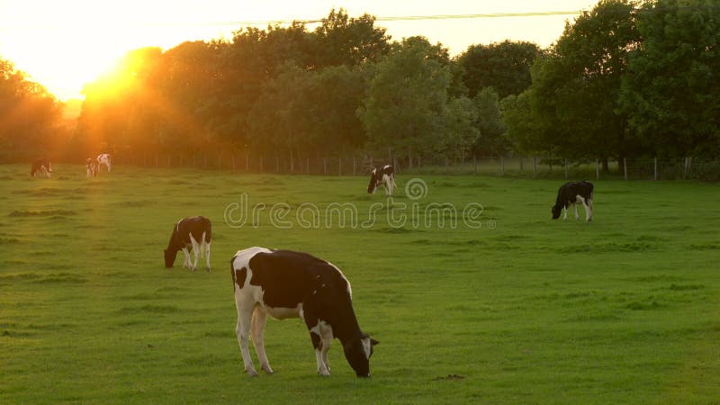 Mucche che pascono, mangiando erba in un campo su un'azienda agricola al tramonto o all'alba