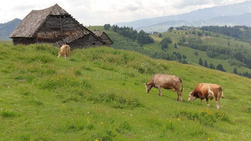 Mucche che pascono nel campo, Moieciu, crusca, Romania fotografia stock Mucche che pascono nel campo, Moieciu, crusca, Romania fotografia stock