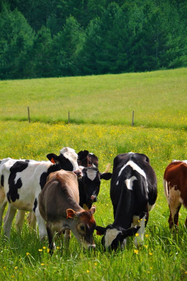 Mucche che pascono nel Vermont immagine stock libera da diritti Mucche che pascono nel Vermont immagine stock libera da diritti