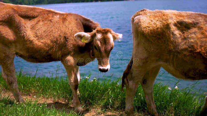 Mucche che pascono su un'azienda agricola. paesaggio