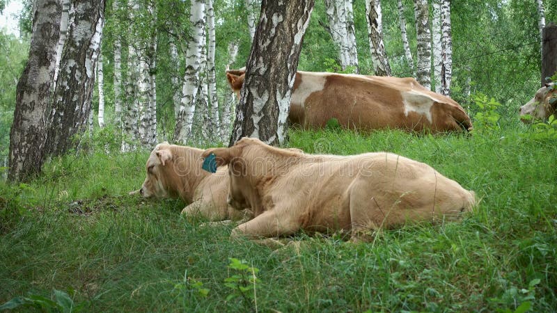 Mucche che si trovano sull'erba verde in una foresta della betulla