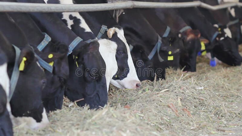 Mucche da latte d'alimentazione in un'azienda agricola