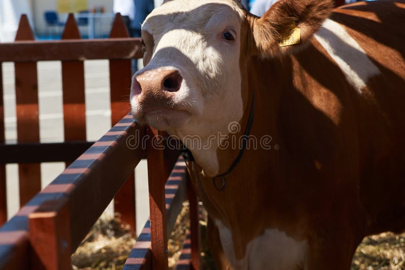 Mucche da latte in una stalla dell'azienda agricola, primo piano Industria di agricoltura, coltivante concetto fotografie stock libere da diritti Mucche da latte in una stalla dell'azienda agricola, primo piano Industria di agricoltura, coltivante concetto fotografie stock libere da diritti