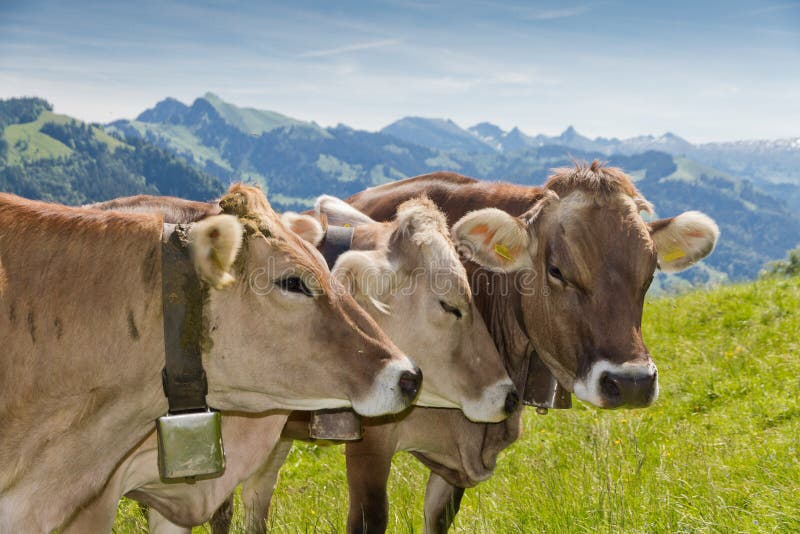 Mucche dello svizzero di Brown