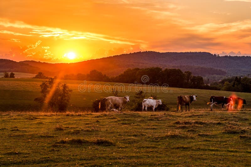 Mucche dietro un tramonto ardente del cielo fotografie stock libere da diritti Mucche dietro un tramonto ardente del cielo fotografie stock libere da diritti