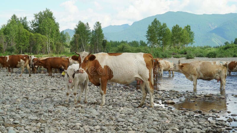 Mucche e supporto dei calfs sulla sponda del fiume