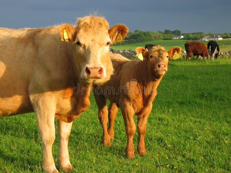 Mucche irlandesi Mucche irlandesi