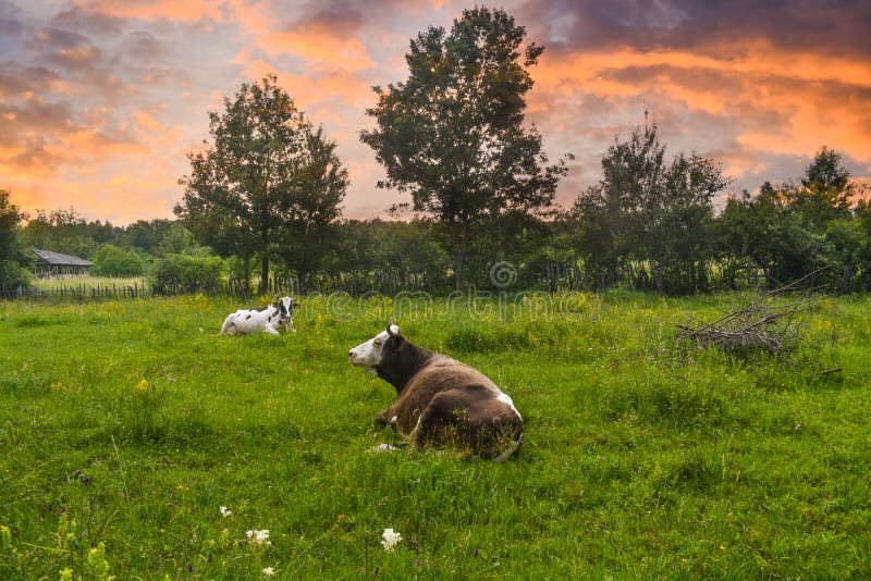 Mucche nella posizione di riposo sul prato verde al tramonto Foto di riserva disegnata con paesaggio rurale in Romania fotografia stock Mucche nella posizione di riposo sul prato verde al tramonto Foto di riserva disegnata con paesaggio rurale in Romania fotografia stock