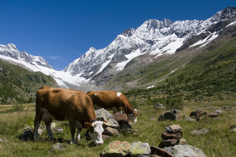 Mucche nelle montagne della Svizzera