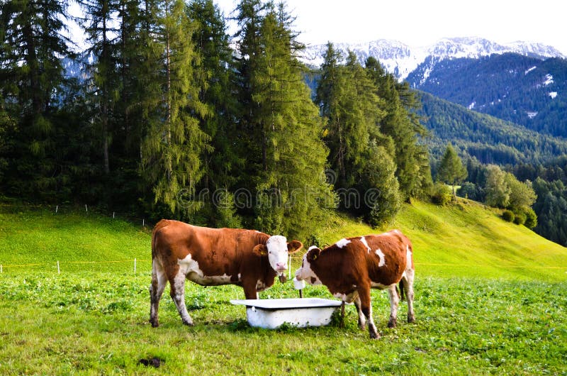 Mucche in Santa Maddalena nel 
Autumn
, Tirolo del sud (Italia) fotografia stock Mucche in Santa Maddalena nel 
Autumn
, Tirolo del sud (Italia) fotografia stock
