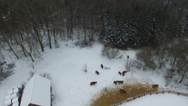 Mucche su un'azienda agricola di inverno, vista aerea
