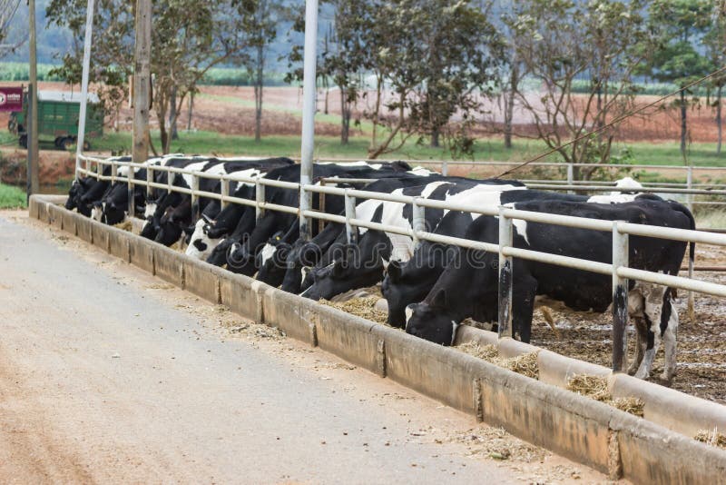 Mucche su un'azienda agricola e gregge delle mucche che mangiano fieno in stalla immagini stock Mucche su un'azienda agricola e gregge delle mucche che mangiano fieno in stalla immagini stock