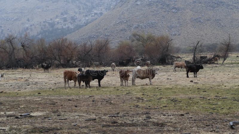 Mucche sul campo alle montagne