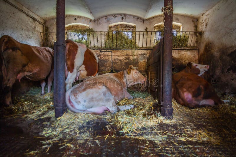 Mucche in un'azienda agricola fotografie stock libere da diritti Mucche in un'azienda agricola fotografie stock libere da diritti