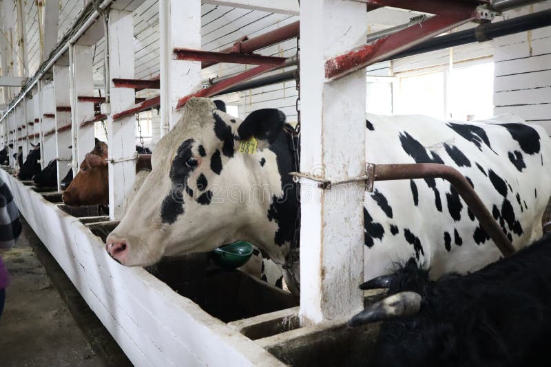 Mucche in una stalla dell'azienda agricola mucche milch durante la mungitura al granaio Mucche in bianco e nero che mangiano fien immagini stock libere da diritti Mucche in una stalla dell'azienda agricola mucche milch durante la mungitura al granaio Mucche in bianco e nero che mangiano fien immagini stock libere da diritti