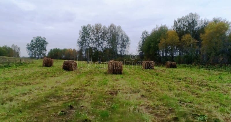 Mucchi di fieno nella foresta della betulla in uno schiarimento
