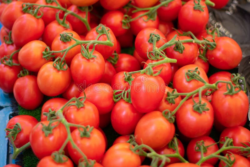 Mucchio dei pomodori freschi dell'uva immagini stock libere da diritti Mucchio dei pomodori freschi dell'uva immagini stock libere da diritti