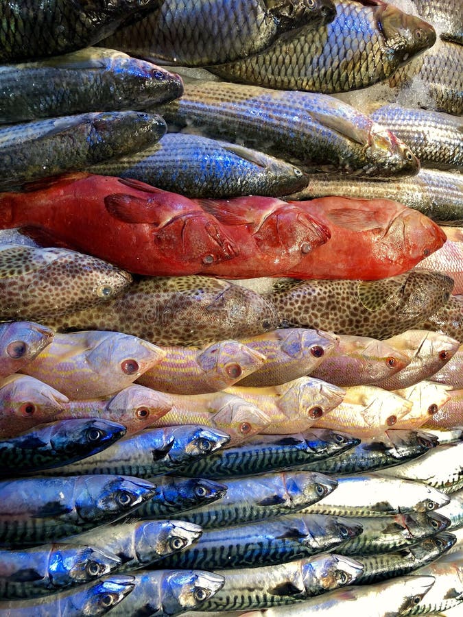 Mucchio del pesce fresco differente immagini stock libere da diritti Mucchio del pesce fresco differente immagini stock libere da diritti